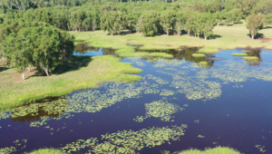 An aerial view of a wetland fringed by melaleucas, with water lilies and birds visible.